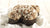 LA PASQUA DI GALUP - Galup® Store Ufficiale
